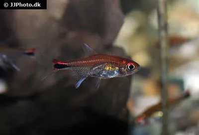 Ruby tetra (Axelrodia riesei)