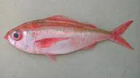 Rubyfish (Plagiogeneion rubiginosum)
