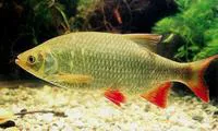 Rudd (Scardinius erythrophthalmus)