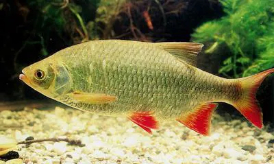 Rudd (Scardinius erythrophthalmus)