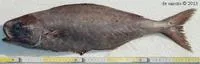 Rudderfish (Centrolophus niger)