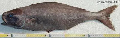 Rudderfish (Centrolophus niger)