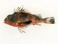 Ruddy gurnard perch (Neosebastes scorpaenoides)