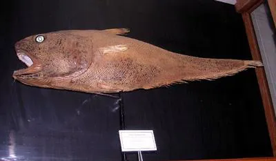 Rudis rattail (Coryphaenoides rudis)