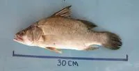 Rudolf lates (Lates longispinis)