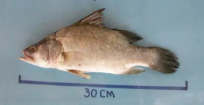 Rudolf lates (Lates longispinis)