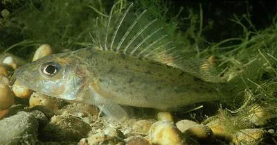 Ruffe (Gymnocephalus cernua)