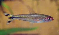 Rummy-nose tetra (Hemigrammus rhodostomus)