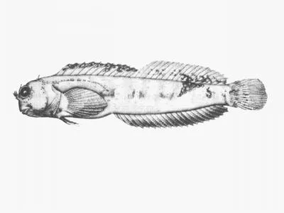 Rusi blenny (Mimoblennius rusi)