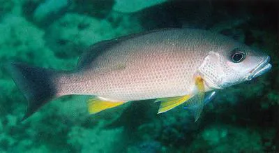 Russell's snapper (Lutjanus russellii)