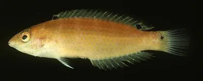 Russell's wrasse (Suezichthys russelli)