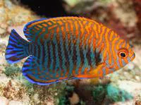 Russet angelfish (Centropyge potteri)