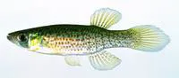 Russetfin topminnow (Fundulus escambiae)