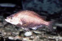 Russian river tule perch (Hysterocarpus traskii traskii)