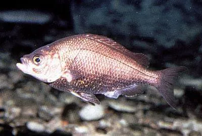 Russian river tule perch (Hysterocarpus traskii traskii)