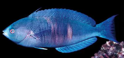 Rust-banded wrasse (Pseudocoris aurantiofasciata)