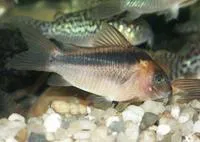 Rust corydoras (Corydoras rabauti)