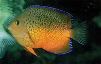 Rusty angelfish (Centropyge ferrugata)