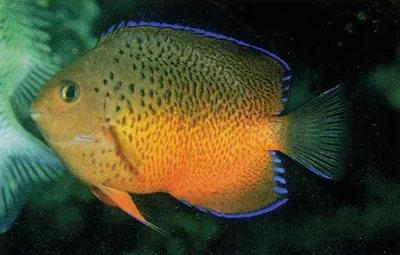 Rusty angelfish (Centropyge ferrugata)