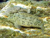 Rusty blenny (Parablennius sanguinolentus)