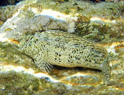 Rusty blenny (Parablennius sanguinolentus)