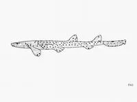 Rusty carpetshark (Parascyllium ferrugineum)