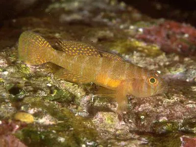 Rusty goby (Priolepis hipoliti)