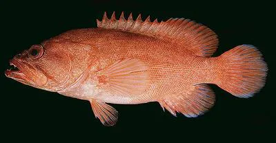 Rusty hind (Cephalopholis aitha)