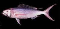Rusty jobfish (Aphareus rutilans)
