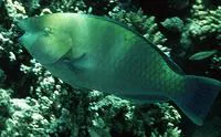 Rusty parrotfish (Scarus ferrugineus)