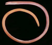 Rusty spaghetti eel (Moringua ferruginea)