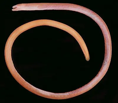 Rusty spaghetti eel (Moringua ferruginea)