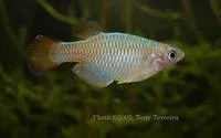 Ruwenzori lampeye (Platypanchax modestus)