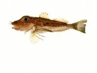 Ryukyu gurnard (Pterygotrigla ryukyuensis)