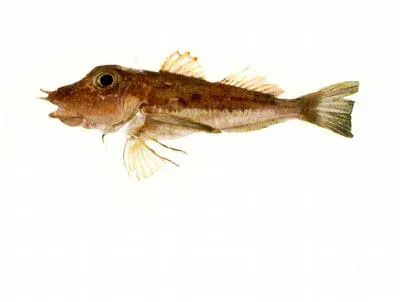 Ryukyu gurnard (Pterygotrigla ryukyuensis)