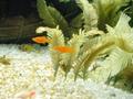 Swordtail Fry