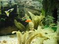 Swordtail Fry 2