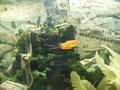 Swordtail Fry 3