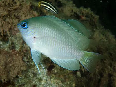 Sabah damsel (Pomacentrus geminospilus)