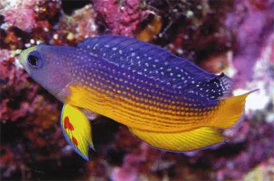 Sabah dottyback (Manonichthys alleni)