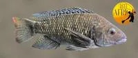 Sabaki tilapia (Oreochromis spilurus spilurus)