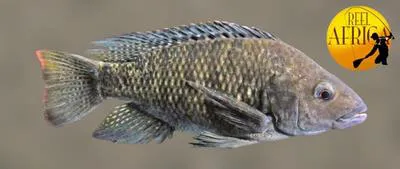 Sabaki tilapia (Oreochromis spilurus spilurus)