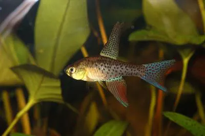 Saberfin killie (Terranatos dolichopterus)