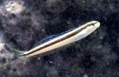 Sabertooth blenny (Plagiotremus azaleus)