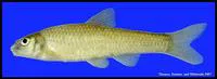 Sabine shiner (Notropis sabinae)