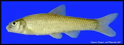 Sabine shiner (Notropis sabinae)
