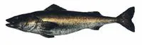 Sablefish (Anoplopoma fimbria)
