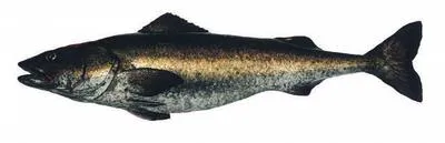 Sablefish (Anoplopoma fimbria)