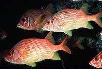 Sabre squirrelfish (Sargocentron spiniferum)