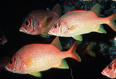 Sabre squirrelfish (Sargocentron spiniferum)